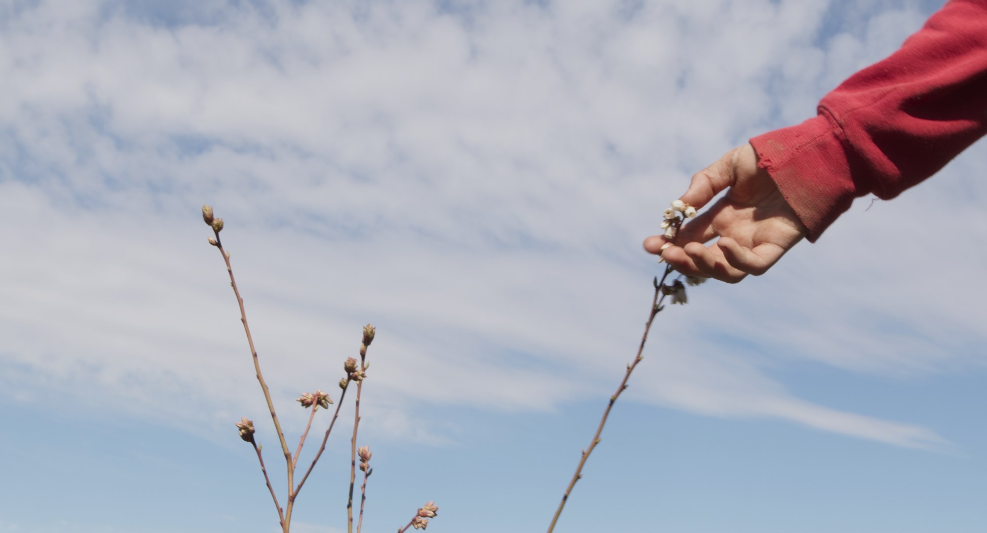 ლურჯი მოცვი ელენე მიქაბერიძე დოკუმენტური ფილმი რეცენზია