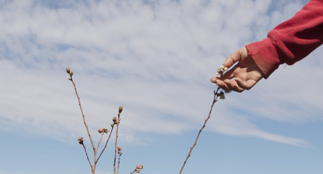 ლურჯი მოცვი ელენე მიქაბერიძე დოკუმენტური ფილმი რეცენზია