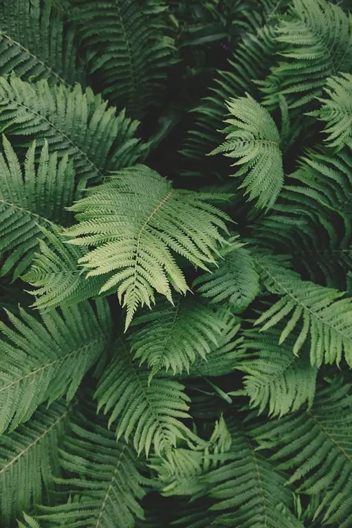 ფოთლები