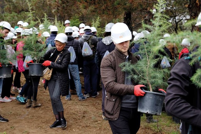 ნერგები