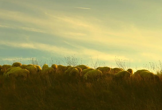 ცხვრები