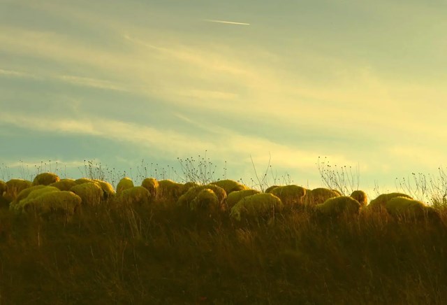 ცხვრები