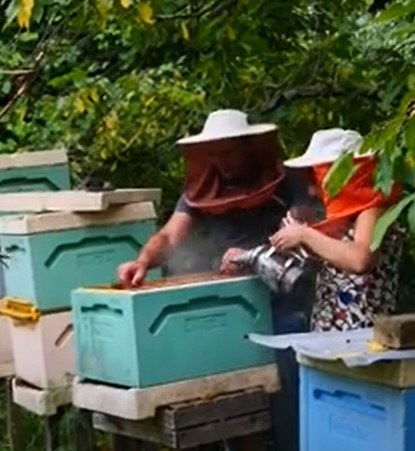 მეფუტკრე