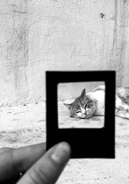 ჩარჩო თამარა ჯახუას ფოტო