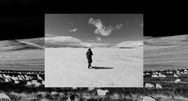 თოვლი ცხვრები ფოტოამბავი